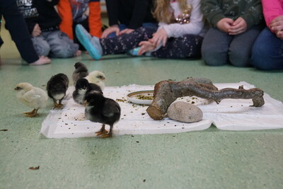 08.04.2022 Letzter Tag unseres Projektes "Vom Ei zum Huhn"