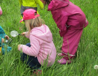 14.06.2021 Was wächst und krabbelt da im Garten und auf der Wiese