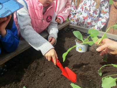 22.05.2023 Buddeln, säen, pflanzen, gießen – großer Pflanzspaß im Kindergarten