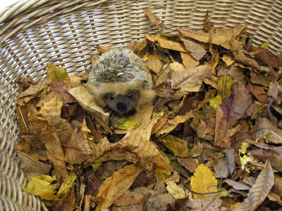 28.10.2020 Igel Isi besucht die Geißleingruppe