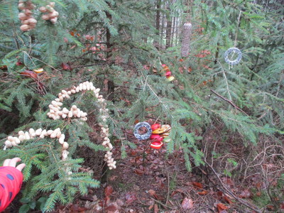 14.12.2020 Ein Christbaum für die Tiere - Futtergeschenke im Wald verteilen