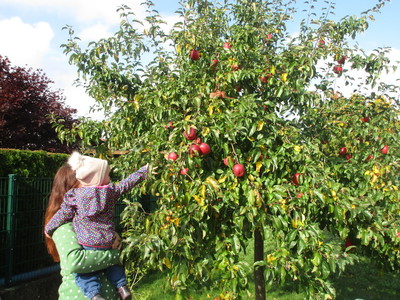 09.10.2019 Die Krippenkinder ernten gemeinsam Äpfel aus dem Krippengarten 